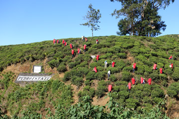 Tea pickers on the Pedro Estate, Nuwara Eliya