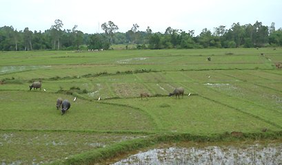 Water buffalo and rice fields seen from the train