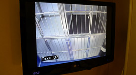 Channel 6 on your cabin TV views the kennels