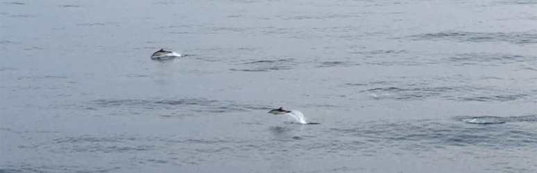 Dolphins seen from the ferry to Spain