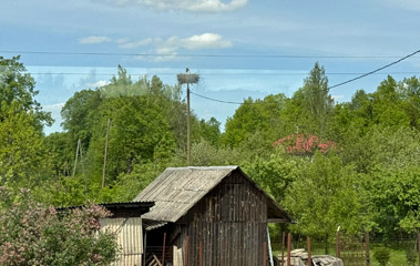 Look out for stork's nests!
